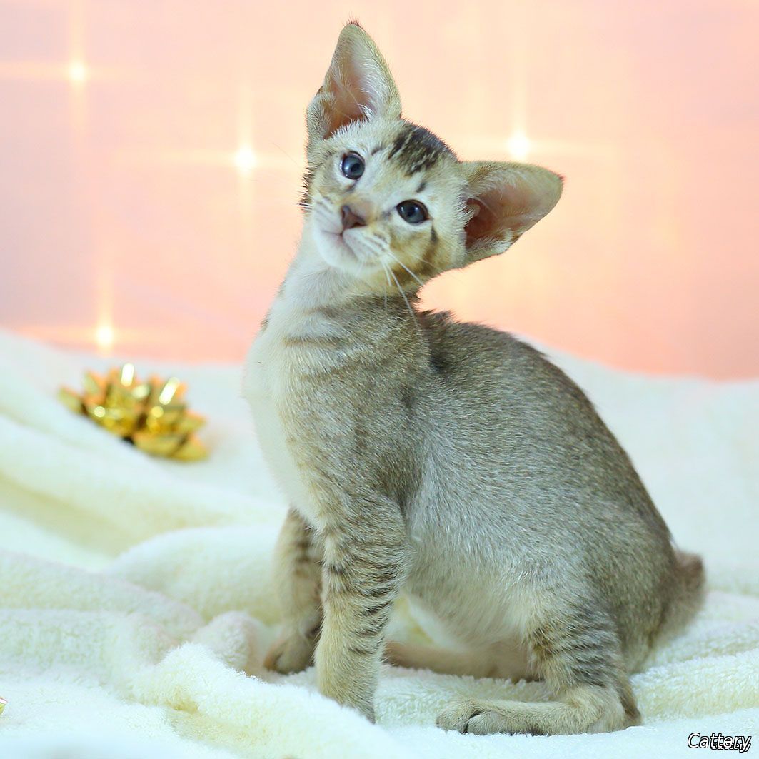 cattery of Scottish Fold, Siamese and Oriental catsScotish-Fold kittens for sale, Oriental & Siamese kittens for sale Seattle