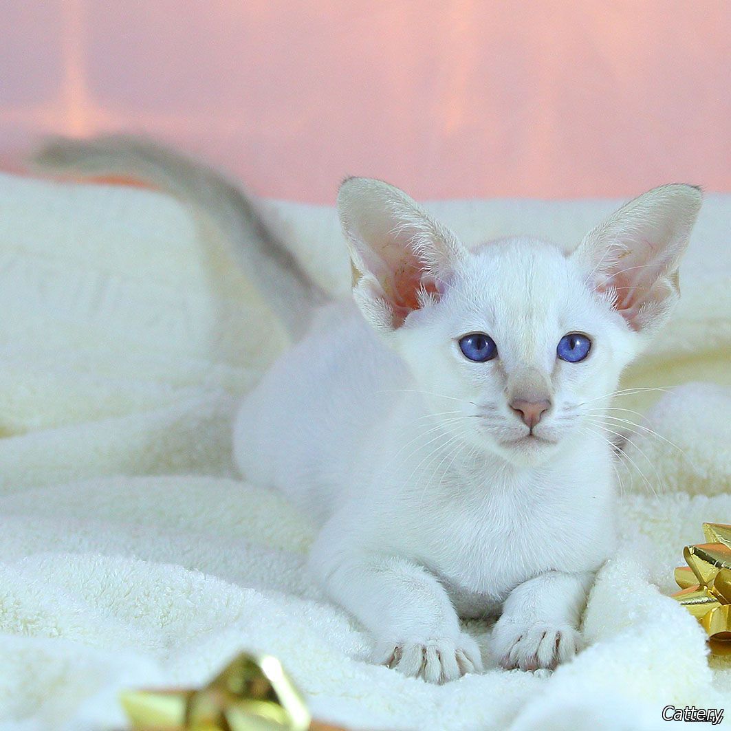 kittens for sale Seattle male SIA lilac points,