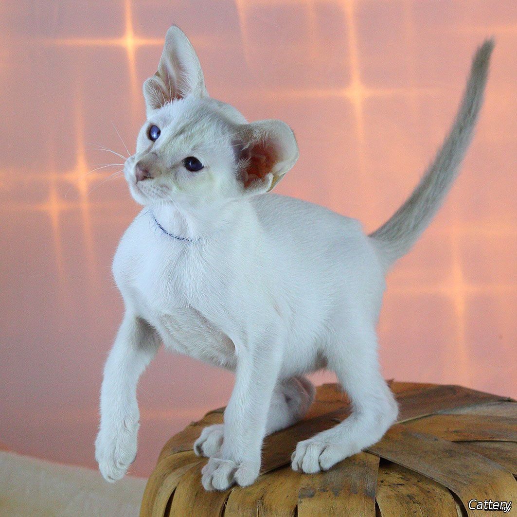 male SIA lilac points kittens for sale Seattle,